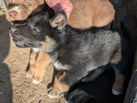 Grey, a male German Shepherd Dog and Siberian Husky for sale in Fort Johnson, NY – 4 of 4