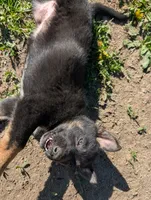 RizzyRed, a female German Shepherd Dog for sale in Fort Johnson, NY – 2 of 5
