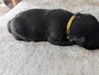 Yellow, a female German Shepherd Dog for sale in Fort Johnson, NY – Photo 2 of 3