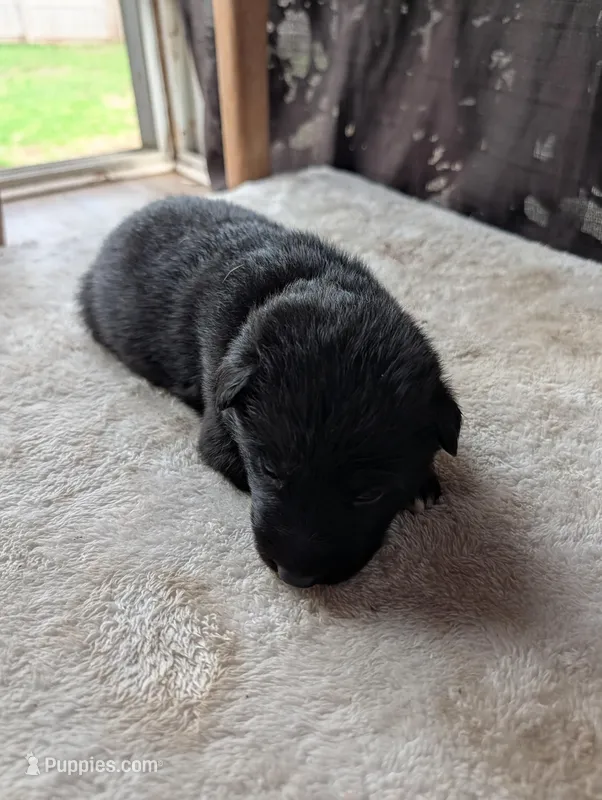 Yellow – German Shepherd Dog puppy for sale in Fort Johnson, NY