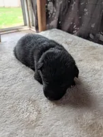 Yellow, a female German Shepherd Dog for sale in Fort Johnson, NY – Photo 1 of 3