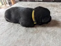 Yellow, a female German Shepherd Dog for sale in Fort Johnson, NY – Photo 3 of 3