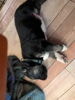 Deep Green, a male German Shepherd Dog and Alaskan Malamute for sale in Fort Johnson, NY – 1 of 3