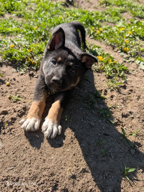 RizzyRed – German Shepherd Dog puppy for sale in Fort Johnson, NY