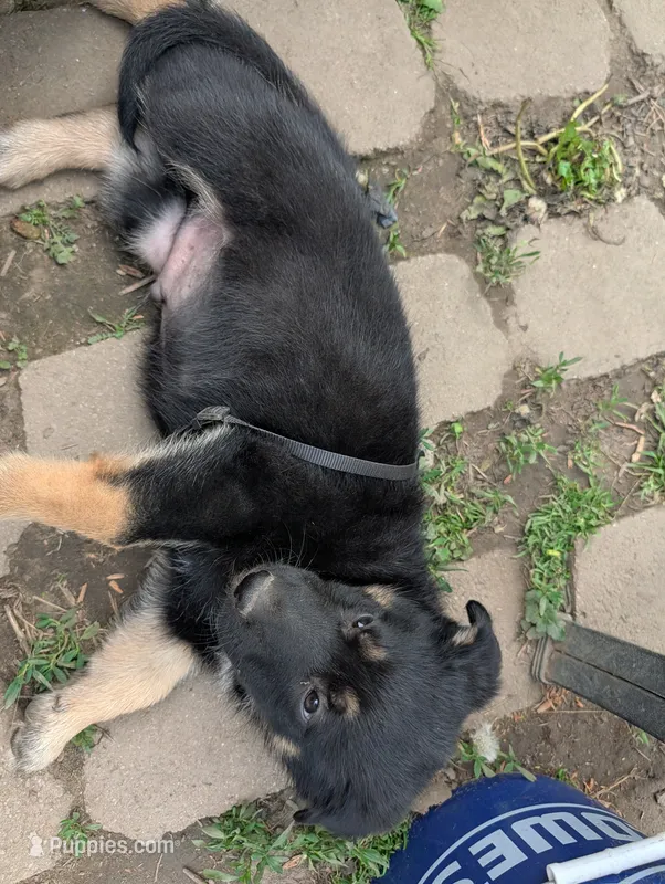 Billy Black – German Shepherd Dog, Alaskan Malamute puppy for sale in Fort Johnson, NY