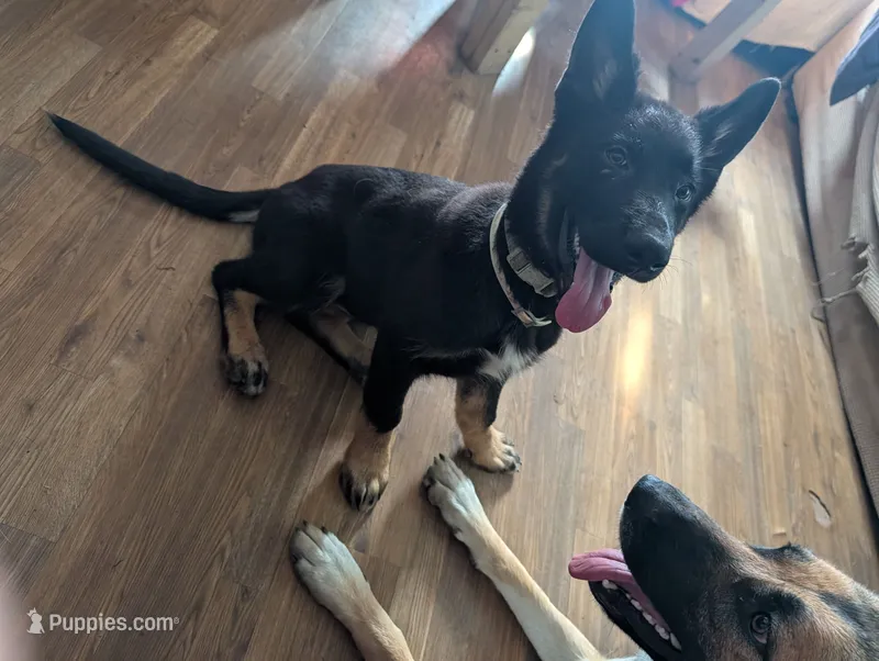 Yippy Kai Yellow – German Shepherd Dog, Alaskan Malamute puppy for sale in Fort Johnson, NY
