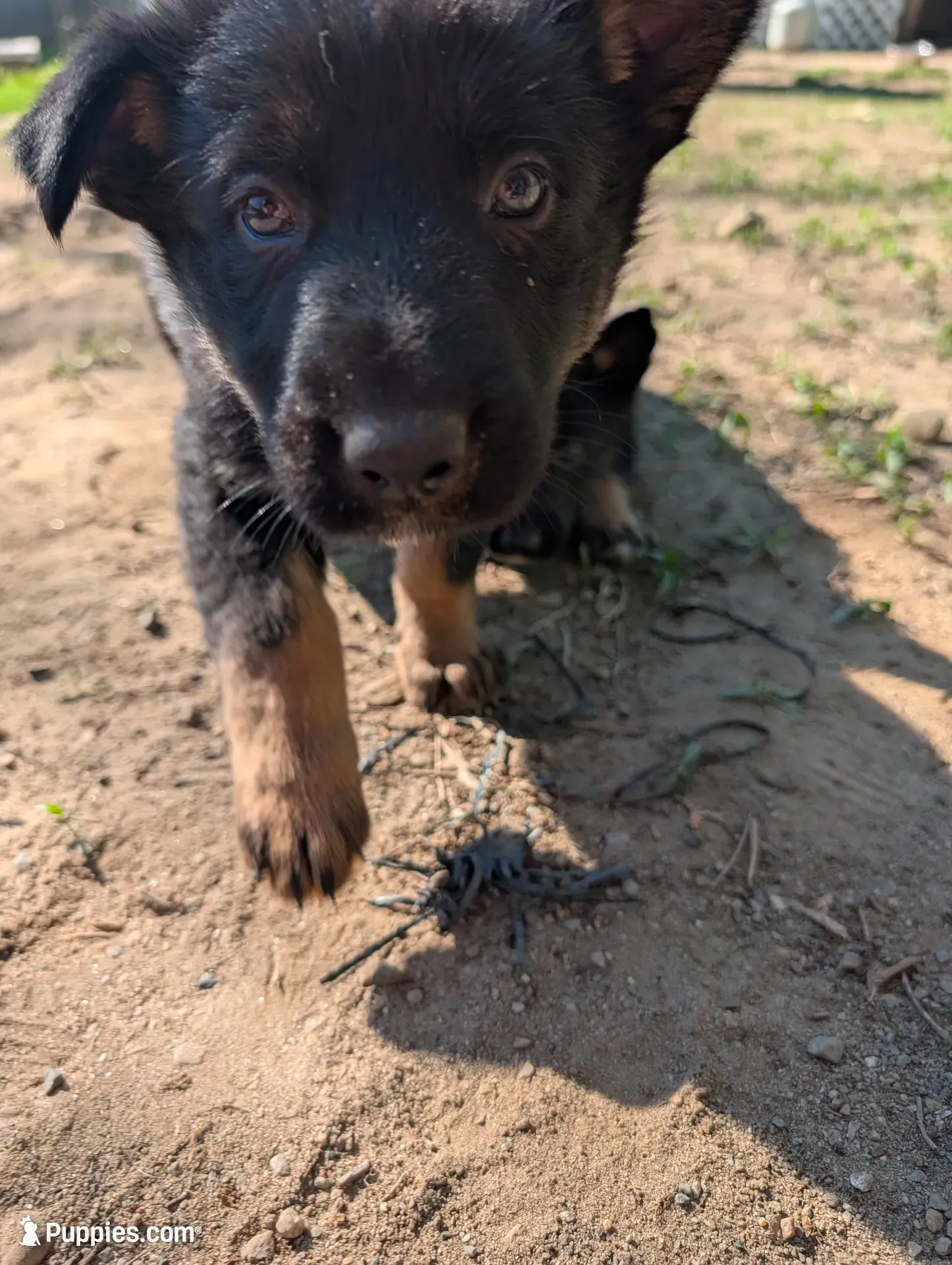 RizzyRed, a female German Shepherd Dog for sale in Fort Johnson, NY – 3 of 5
