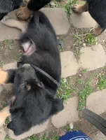 Billy Black, a male German Shepherd Dog and Alaskan Malamute for sale in Fort Johnson, NY – 6 of 8