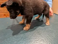 BoomerBeige, a male German Shepherd Dog and Alaskan Malamute for sale in Fort Johnson, NY – 5 of 5