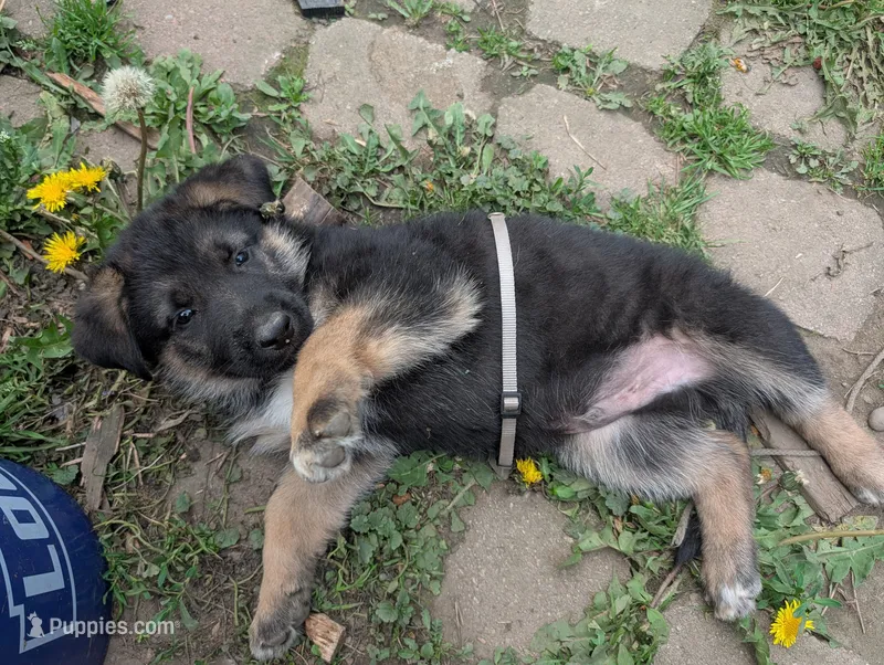 MoonshineGrey – German Shepherd Dog, Siberian Husky puppy for sale in Fort Johnson, NY