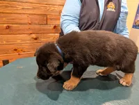 Babyblue, a male German Shepherd Dog and Alaskan Malamute for sale in Fort Johnson, NY – 5 of 5