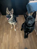 Billy Black, a male German Shepherd Dog and Alaskan Malamute for sale in Fort Johnson, NY – 4 of 8