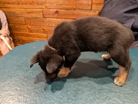 BoomerBeige, a male German Shepherd Dog and Alaskan Malamute for sale in Fort Johnson, NY – 3 of 5