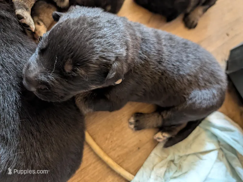 Beige – German Shepherd Dog puppy for sale in Fort Johnson, NY