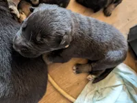 Beige, a male German Shepherd Dog for sale in Fort Johnson, NY – Photo 1 of 2