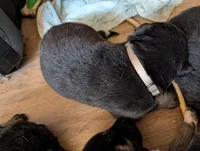 Beige, a male German Shepherd Dog for sale in Fort Johnson, NY – Photo 2 of 2