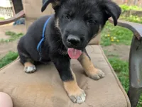 Babyblue, a male German Shepherd Dog and Alaskan Malamute for sale in Fort Johnson, NY – 9 of 10