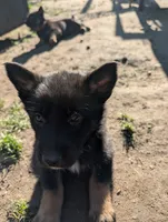 Yellow, a female German Shepherd Dog and Alaskan Malamute for sale in Fort Johnson, NY – 4 of 6