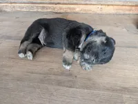 Deep blue, a male German Shepherd Dog for sale in Fort Johnson, NY – Photo 1 of 2