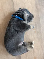 Deep blue, a male German Shepherd Dog for sale in Fort Johnson, NY – Photo 2 of 2