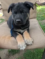 Babyblue, a male German Shepherd Dog and Alaskan Malamute for sale in Fort Johnson, NY – 8 of 10