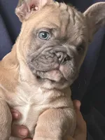 Tubbs, a male French Bulldog for sale in Lewiston, UT – 5 of 5