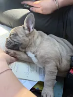 Tubbs, a male French Bulldog for sale in Lewiston, UT – 3 of 5