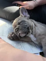 Tubbs, a male French Bulldog for sale in Lewiston, UT – 4 of 5