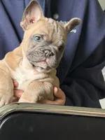 Tubbs, a male French Bulldog for sale in Lewiston, UT – 2 of 5