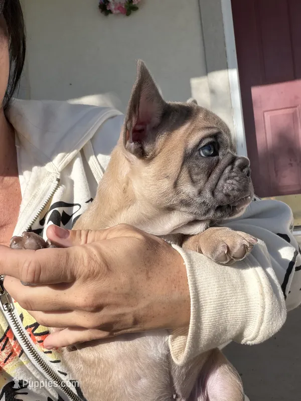 Tubbs – French Bulldog puppy for sale in Lewiston, UT