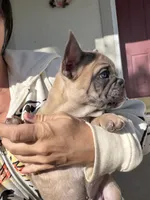 Tubbs, a male French Bulldog for sale in Lewiston, UT – 1 of 5