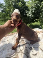 Red Euro fem., a female Doberman Pinscher for sale in Stockton, MO – 2 of 9