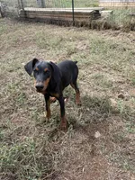 Euro Black fem, a female Doberman Pinscher for sale in Stockton, MO – 3 of 9