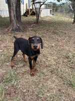 Euro Black fem, a female Doberman Pinscher for sale in Stockton, MO – 2 of 9