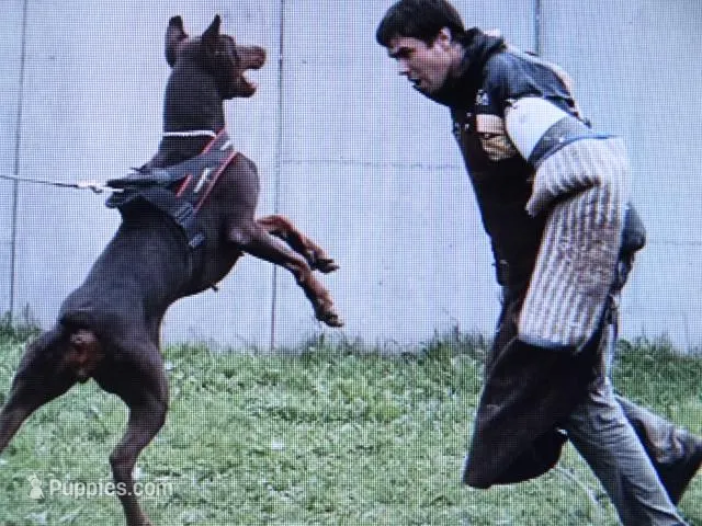 XXLg Euro  AKC Female[Sold]