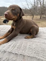 on hold, a male Doberman Pinscher for sale in Stockton, MO – Photo 1 of 10