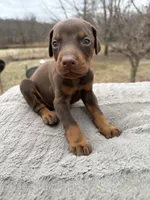 on hold, a male Doberman Pinscher for sale in Stockton, MO – Photo 2 of 10