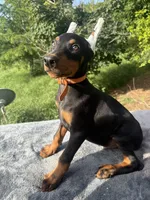 Euro blk cropped, a male Doberman Pinscher for sale in Stockton, MO – Photo 1 of 10