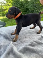 Euro blk cropped, a male Doberman Pinscher for sale in Stockton, MO – Photo 2 of 10