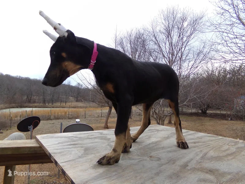 Xlg.AKC CH.Euro.fem [sold]