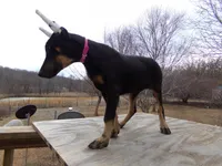 Xlg.AKC CH.Euro.fem [sold], a female Doberman Pinscher for sale in Stockton, MO – Photo 1 of 10