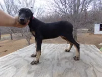 Xlg.AKC CH.Euro.fem [sold], a female Doberman Pinscher for sale in Stockton, MO – Photo 2 of 10