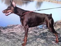 Xlg.AKC CH.Euro.fem [sold], a female Doberman Pinscher for sale in Stockton, MO – Photo 8 of 10