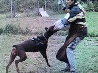 Xlg.AKC CH.Euro.fem [sold], a female Doberman Pinscher for sale in Stockton, MO – Photo 7 of 10