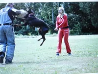 Black Euro fem, a female Doberman Pinscher for sale in Stockton, MO – 8 of 10