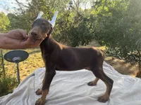 CH.EURO.XXlrg cropped[sold], a male Doberman Pinscher for sale in Stockton, MO – Photo 3 of 8