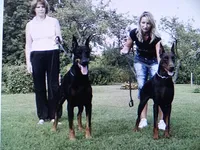 CH.EURO.XXlrg cropped[sold], a male Doberman Pinscher for sale in Stockton, MO – Photo 8 of 8