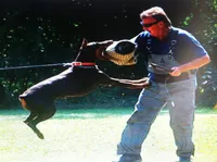 CH.EURO.XXlrg cropped[sold], a male Doberman Pinscher for sale in Stockton, MO – Photo 5 of 8