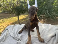 CH.EURO.XXlrg cropped[sold], a male Doberman Pinscher for sale in Stockton, MO – Photo 1 of 8