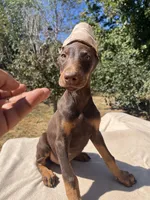 CH.EURO.XXlrg cropped[sold], a male Doberman Pinscher for sale in Stockton, MO – Photo 2 of 8